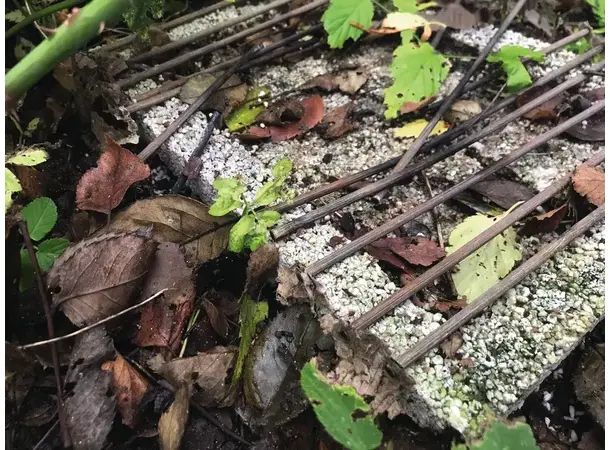 Casusgrill - miljøvennlig engangsgrill | Caravan.no