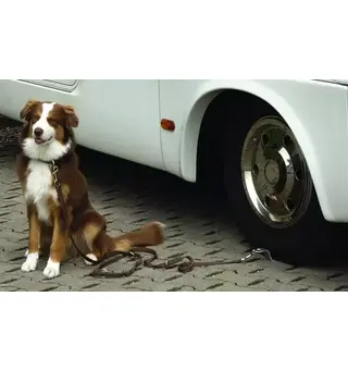 Hundeholder dog-sitter