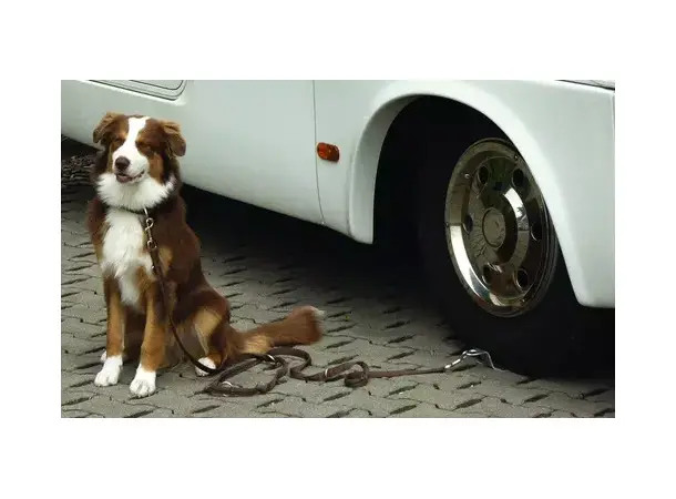 Hundeholder dog-sitter | Caravan.no