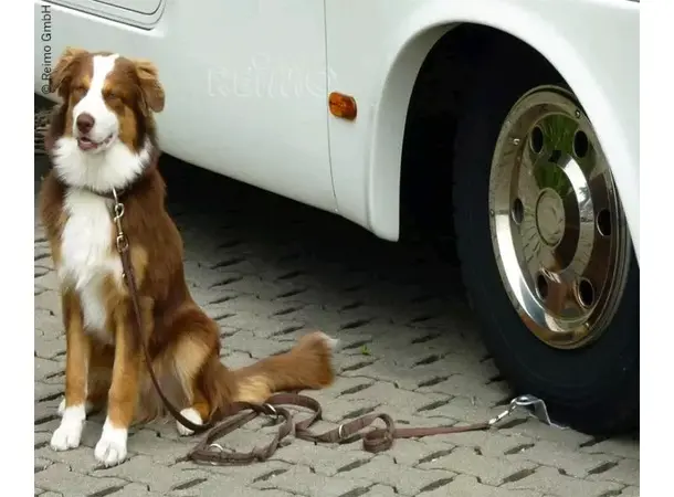 Hundeholder dog-sitter | Caravan.no